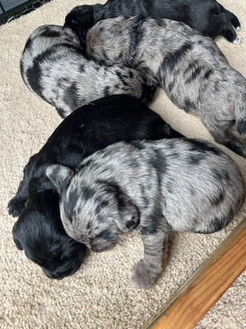 Poodle x Beagle puppies
