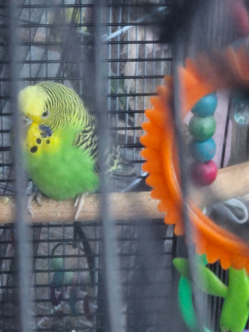 Budgie