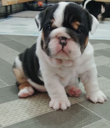 KC registered bulldogs