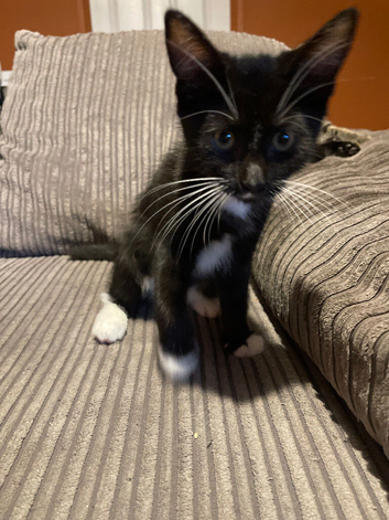 Maine coon cross