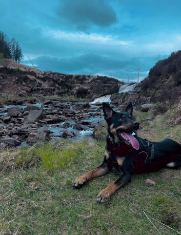 Australian Kelpie x Border Collie
