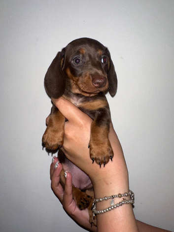 Miniature dachshund Puppy