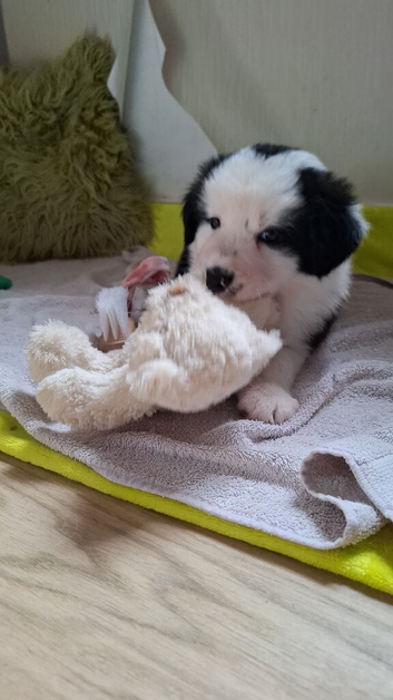 Long haired white face Border Collie Pups