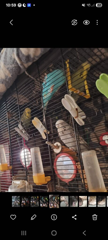 EXHIBITION BUDGIES