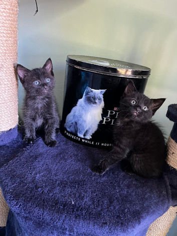 Pair of black tabby kittens