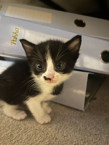 2 beautiful tuxedo boys ready to go