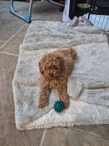 Asian red toy.poochon ready now
