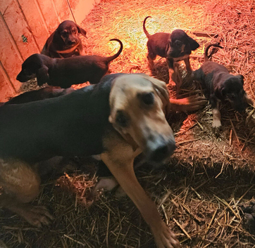 Bloodhound dog pups available