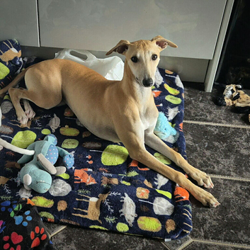 Beautiful whippet puppy