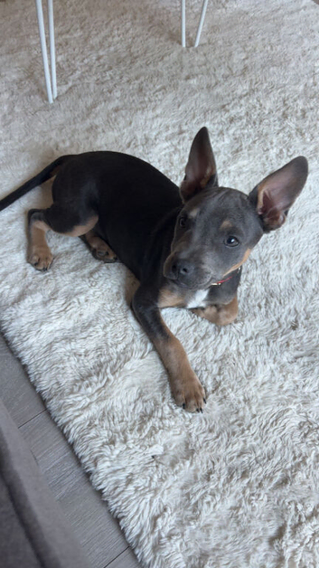 16 week old boy staff