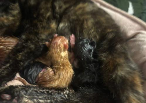 Seven beautiful kittens