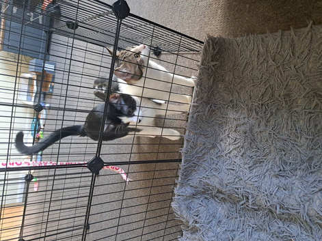 Kittens