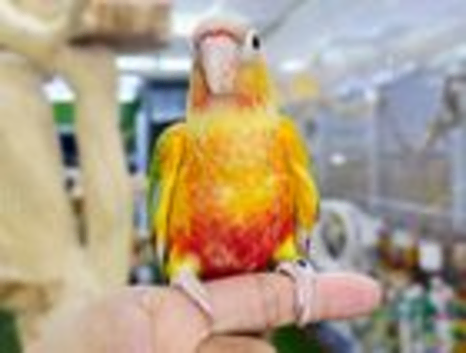 Baby Pineapple conure hand reared,8