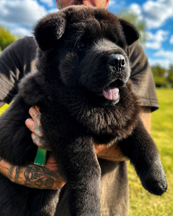 Black smooth chow chow girl