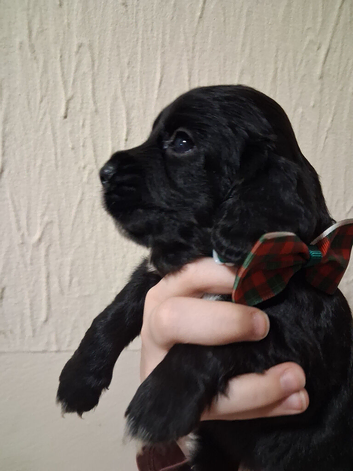 6 stunning working cocker spaniels