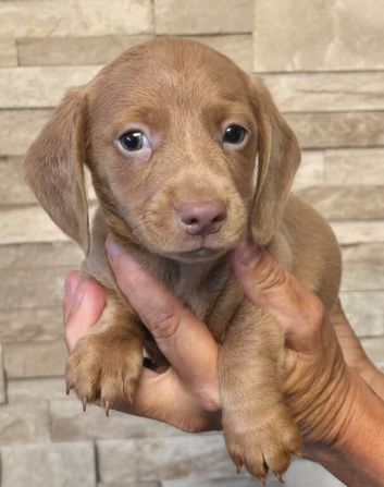 REDUCED READY NOW) last girl mini dachshund