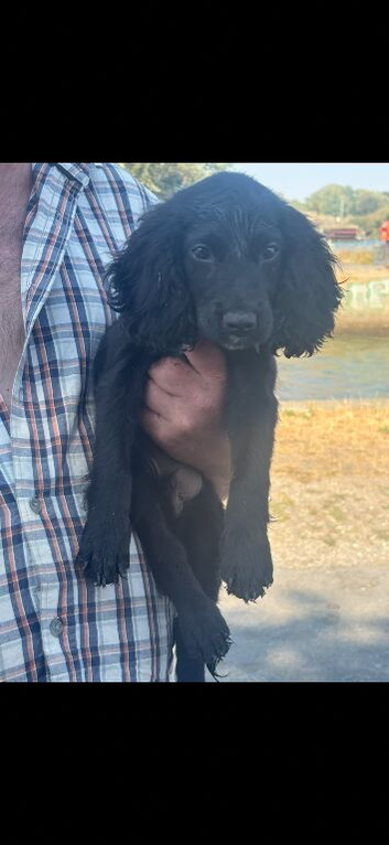 Cocker spaniel boy