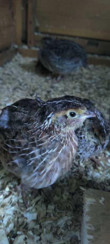 Jumbo quail POL