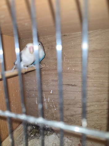 Breeding pair of lovebirds