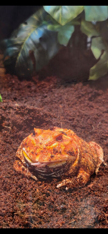 Pacman frog