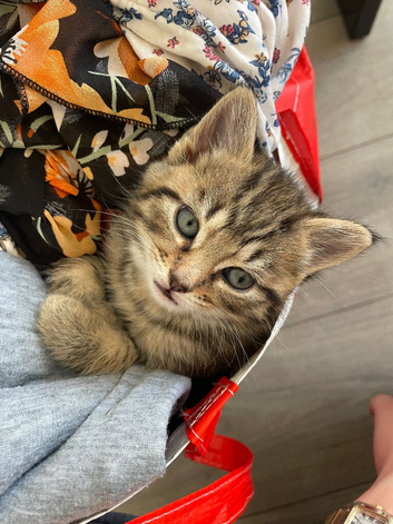 KITTENS AVAILABLE