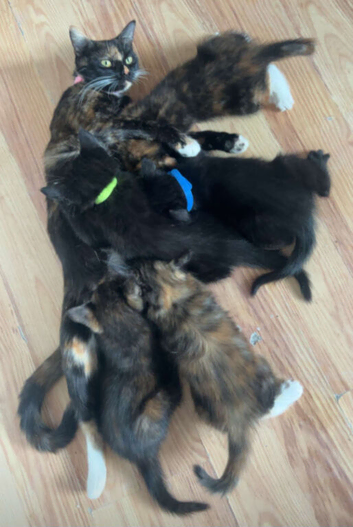 Kittens