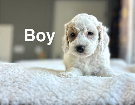 Rain Charming lemon white cockapoos puppies