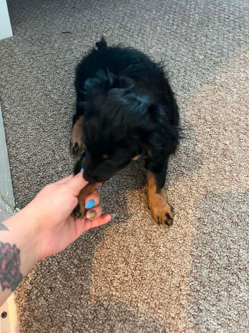 puppy