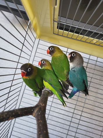 4 x lovebirds for sale