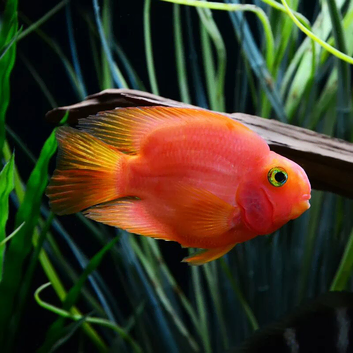 Blood-red Parrot Cichlid