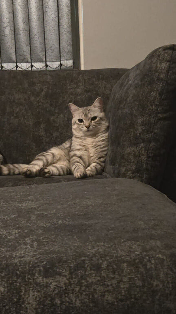 Kittens for sale