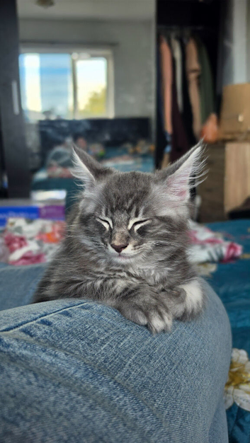 Beautiful Maine Coon boy