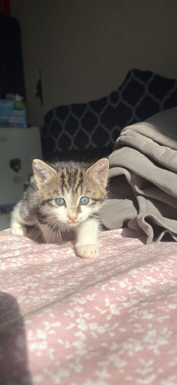 boy kitten