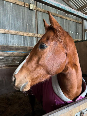 Flashy Project, ROR Potential Chestnut Filly