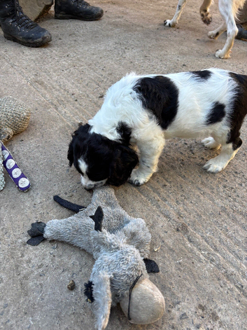 F1 Sprocker pups