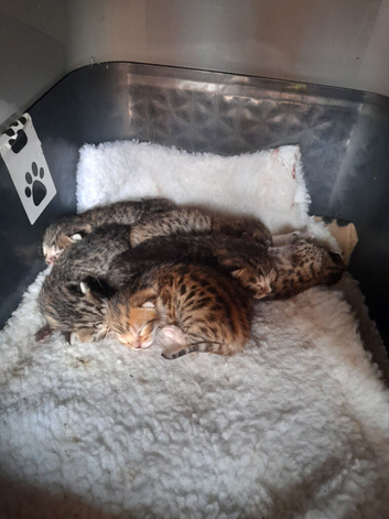 Bengal crossed kittens for sale