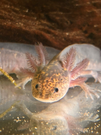 Axolotls