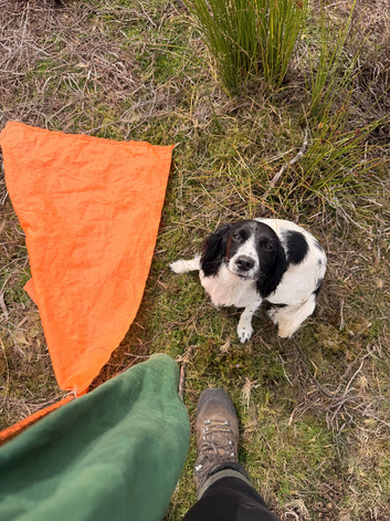 Lovely small spaniel