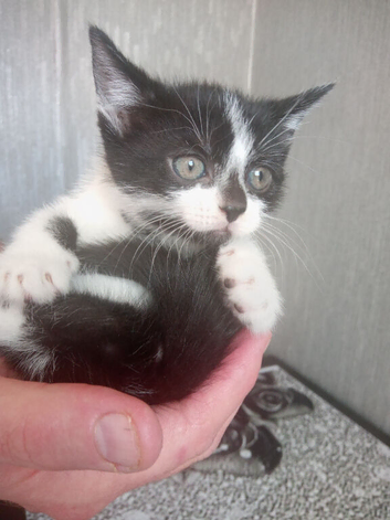 2 beautiful kittens looking for forever homes