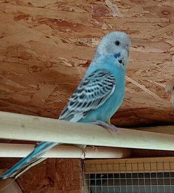 Budgies