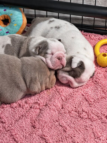 English Bulldog Girl puppy.