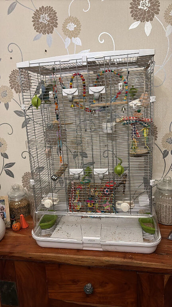 Budgies & Vision Cage