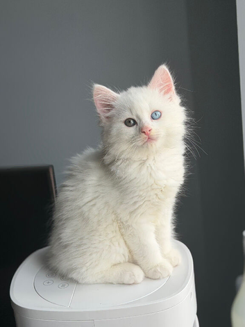Pure white mixbreed kitten for sale