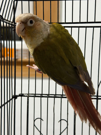 Pineapple red factor breeder female available with dna