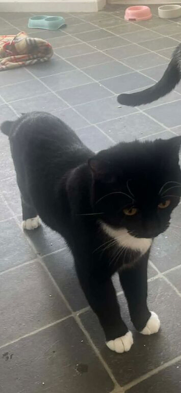 Black male cat