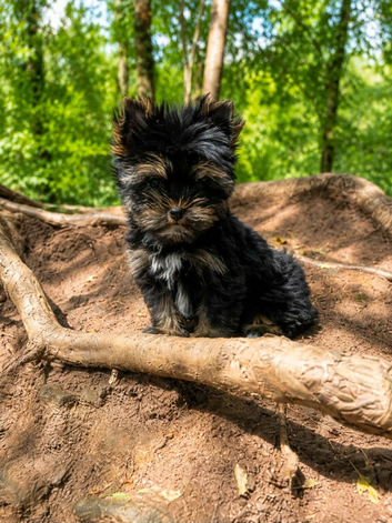Tiny Yorkshire Terrier Boy &ndash; Last One
