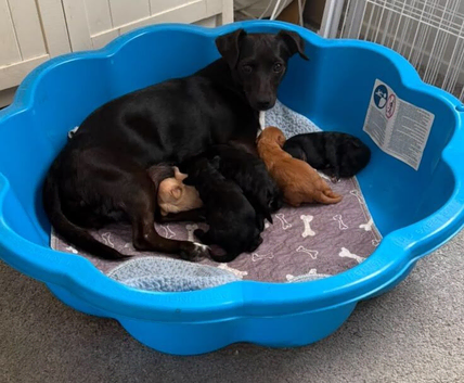 Jackapoo puppies