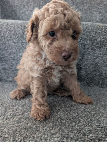 Toy poodle puppy's