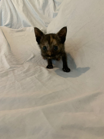 Beautiful tortie shell kitten