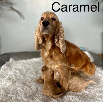 Caramel light colour cockapoo ready now